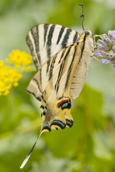  wild butterfly among the flowers of the garden