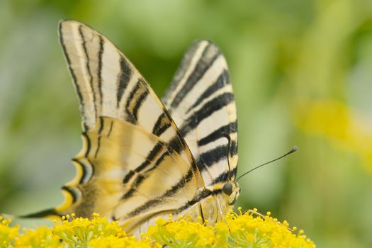  wild butterfly among the flowers of the garden