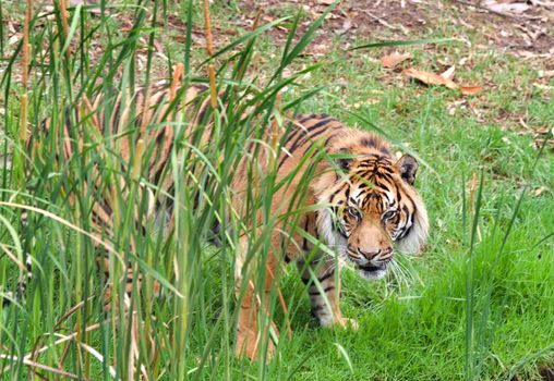 great image of a big male sumatran tiger