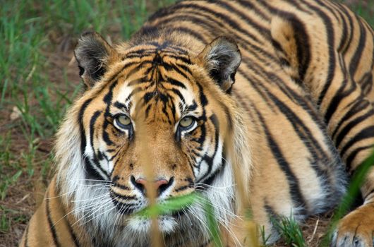 great image of a big male sumatran tiger