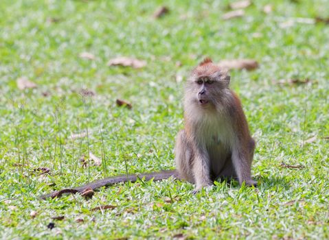 a small macaque monkey in penang malaysia