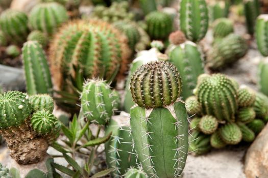 great image of some prickly cacti cactus plants