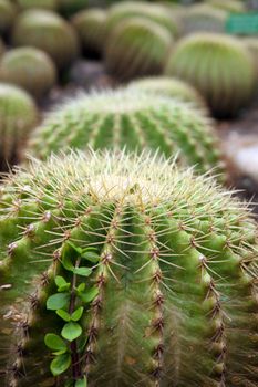 great image of some prickly cacti cactus plants