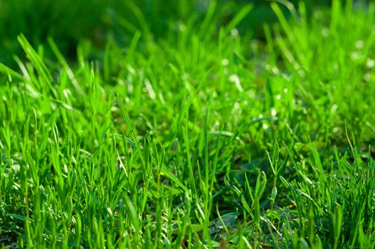 Green grass background