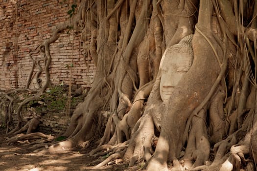 Head of Sandstone Buddha in The Tree Roots at Wat Mahathat, Ayutthaya, Thailand