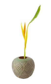 Brown vase flower isolated on white background