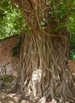 Head of Sandstone Buddha in The Tree Roots at Wat Mahathat, Ayutthaya, Thailand