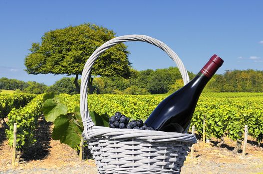Vineyard in the famous wine making region of Beaujolais, France, during a pleasant summer morning 