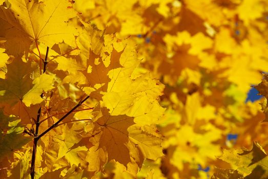 autumn leaves background in sunny day