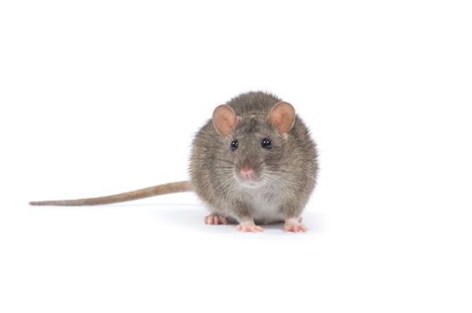 rat isolated on white background