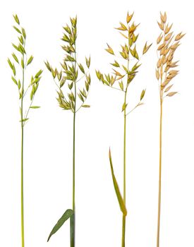 Oat collection with maturing grains