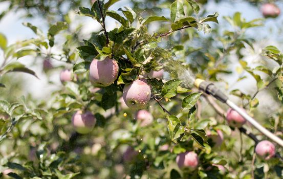 Spraying apple trees on a background of red apples