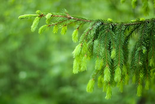 The branch of tree in the park early vein.