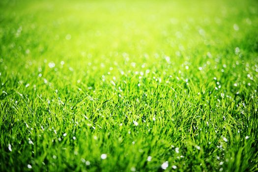 Close up of green grass with focus point.