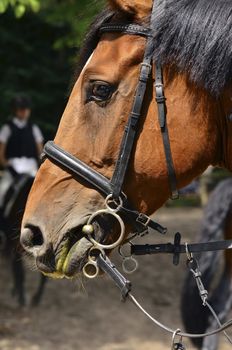 Horse head closeup. Behind out of focus jockey .