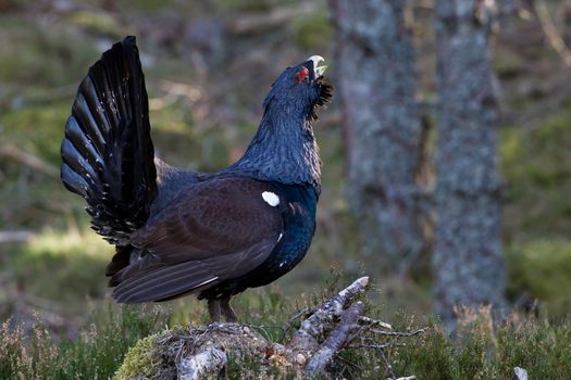 Photo of an adult male Capercaillie displaying in a forest in the Scottish highlands. Largest member of the grouse family.