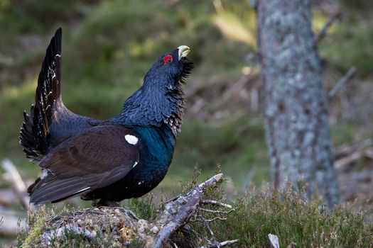 Photo of an adult male Capercaillie displaying in a forest in the Scottish highlands. Largest member of the grouse family.