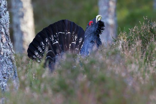 Photo of an adult male Capercaillie displaying in a forest in the Scottish highlands. Largest member of the grouse family.