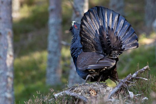 Photo of an adult male Capercaillie displaying in a forest in the Scottish highlands. Largest member of the grouse family.