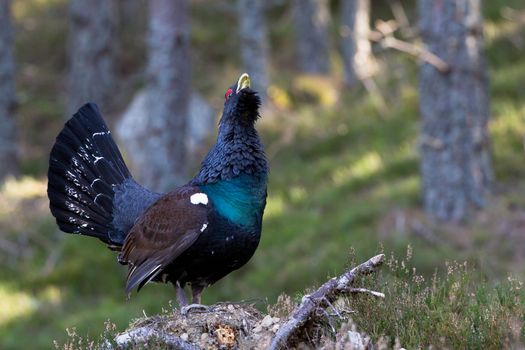 Photo of an adult male Capercaillie displaying in a forest in the Scottish highlands. Largest member of the grouse family.