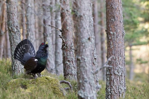 Photo of an adult male Capercaillie displaying in a forest in the Scottish highlands. Largest member of the grouse family.