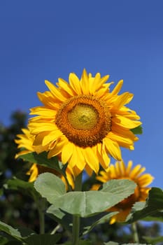 Beautiful sunflower blooming against blue sky background