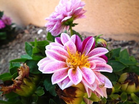 dahlia in my garden