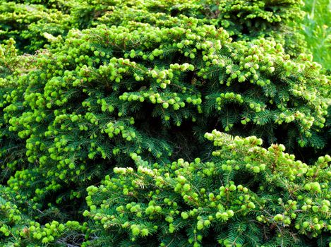Branch of Christmas tree close-up detail background