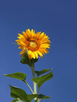 Beautiful solitary sunflower blooming against blue sky background