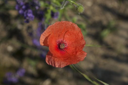 Close up/ macro shot of open red wild poppy flower in the midst of a lavender field.