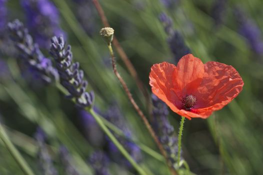 Close up/ macro shot of open red wild poppy flower in the midst of a lavender field.