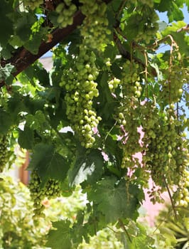 Fresh green grapevine clusters growing in vineyard farm