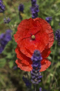 Close up/ macro shot of open red wild poppy flowers in the midst of a lavender field.







Close up/ macro shot of open red wild poppy flower in the midst of a lavender field.