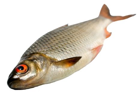Fish roech macro isolated on white background