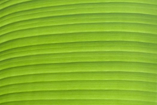 Sunlight on a Banana Leaf