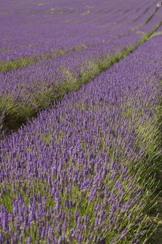 Rows of purple blossoming lavender with green stalks leading up a hill.