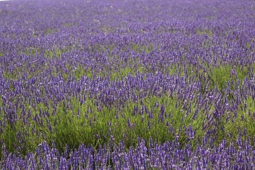 Rows of purple blossoming lavender with green stalks leading up a hill.