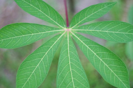 Cassava leaf