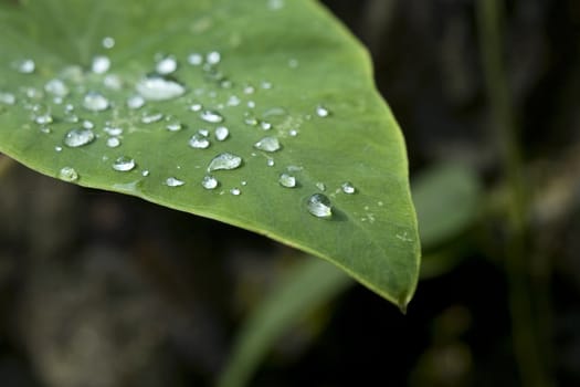 Water Droplets on Leaf