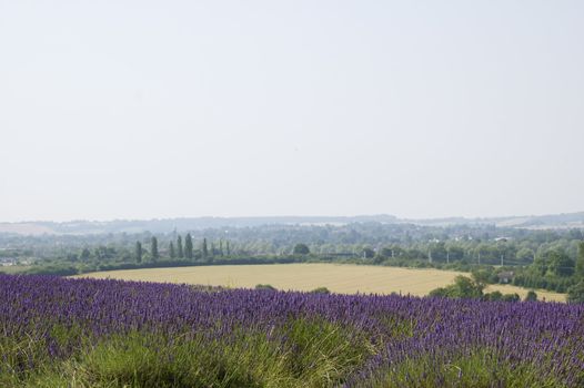 View across the English countryside with green and purple blossoming lavender in the foreground, golden crops in the middle and a place sky with copy space at the horizon.