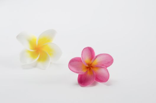 two perfume frangipani flowers over white background