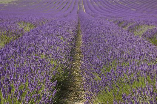 Rows of purple blossoming lavender with green stalks leading up a hill.