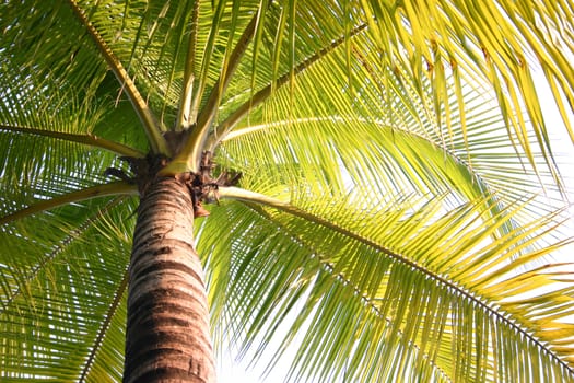 Coconut Trees in the Summer