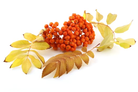 Ripe rowan berry with color leafs in autumn