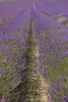 Rows of purple blossoming lavender with green stalks leading up a hill.