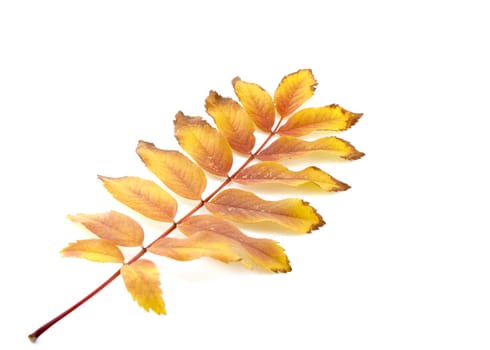 Twig with color autumn leaves