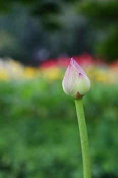 Bud of Lotus Flower