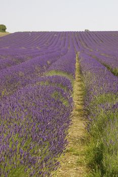 Rows of lavender leading up a hill to the horizon against a pale sky with copy space.