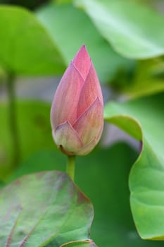 Bud of Lotus Flower