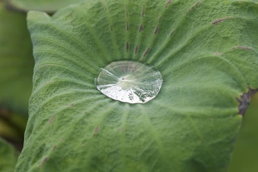 Water on a Lotus Leaf